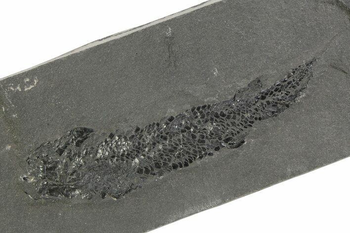 Devonian Lobe-Finned Fish (Osteolepis) Fossil - Scotland #351018